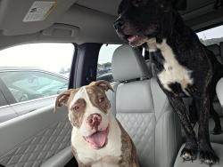 Found/Stray Female Dog last seen N country road 375 East, Prairie Township, IN 47302