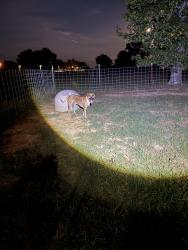 Found/Stray Male Dog last seen HWY 236 E, Lonoke County, AR 72086