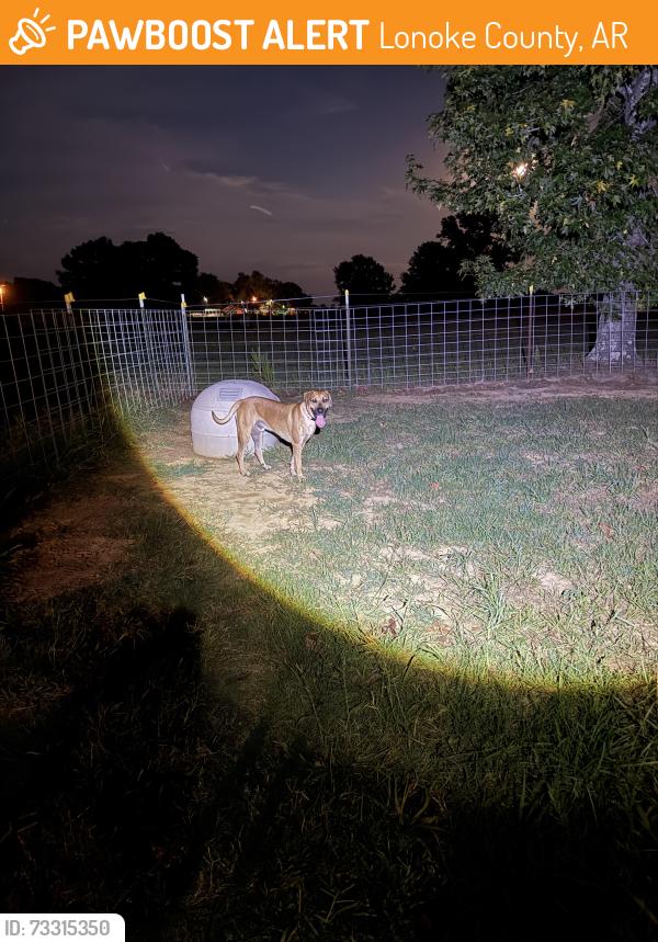 Found/Stray Male Dog last seen HWY 236 E, Lonoke County, AR 72086