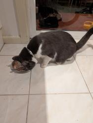 Reunited Female Cat last seen Regent and spring street, Preston, VIC 3072