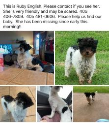 Lost Male Dog last seen Piedmont rd and Candice Dr NW, Piedmont, OK 73078