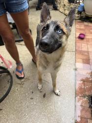 Found/Stray Female Dog last seen Topaz Street, Holley, FL 32566