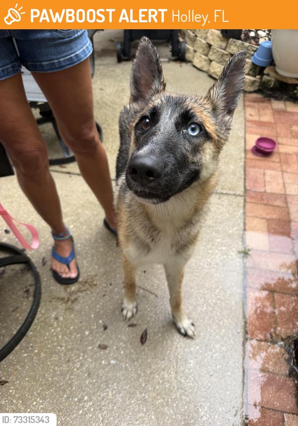 Found/Stray Female Dog last seen Topaz Street, Holley, FL 32566