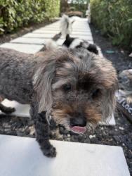 Reunited Male Dog last seen SE 6th Ct, Fort Lauderdale, FL 33301, USA, Fort Lauderdale, FL 33301