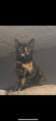 Lost Female Cat last seen Westville, post office, Westville, FL 32464