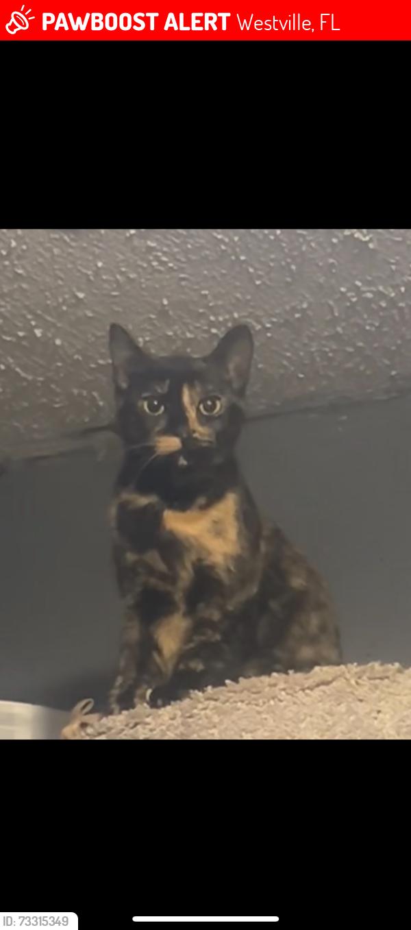 Lost Female Cat last seen Westville, post office, Westville, FL 32464