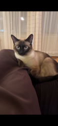 Reunited Male Cat last seen Allard Blvd close to the baseball field, Edmonton, AB 