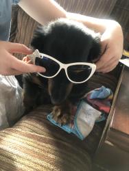 Lost Female Dog last seen Sesame Court, Cape Coral, FL 33990
