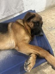Reunited Male Dog last seen Between 1010rd and 210 hwy, Smithfield, NC 27577