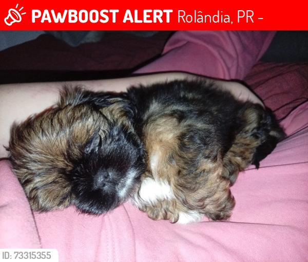 Lost Male Dog last seen Sebastião Pereira Batista 61, Rolândia, PR 86600-000