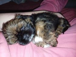 Lost Male Dog last seen Sebastião Pereira Batista 61, Rolândia, PR 86600-000