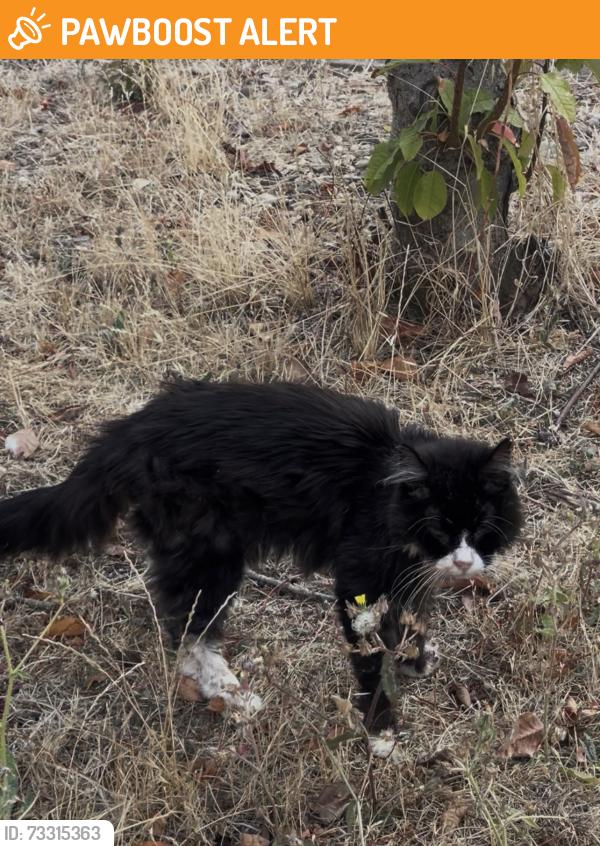 Found/Stray Unknown Cat last seen Kinnear Close Crownhill, Crownhill, England MK8 0LF