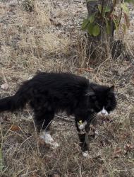 Found/Stray Unknown Cat last seen Kinnear Close Crownhill, Crownhill, England MK8 0LF