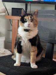 Reunited Female Cat last seen Middletown Valley apmts, Middletown, MD 21769