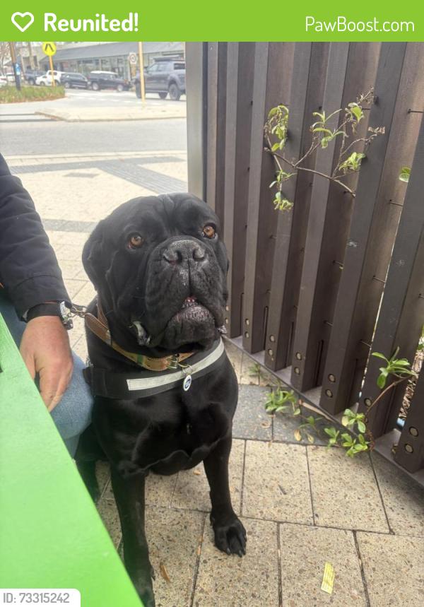 Reunited Male Dog last seen Mairinger way, Wundowie, WA 6560