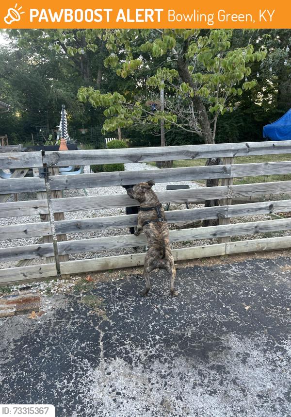 Found/Stray Male Cat last seen Leslie Ave, Bowling Green, KY 42101