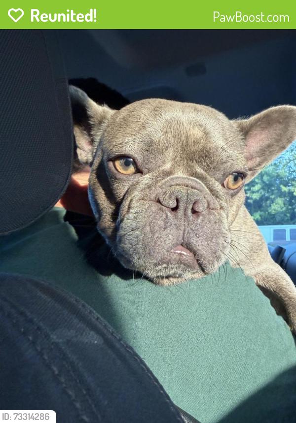 Reunited Female Dog last seen Delany road, La Marque, TX 77568