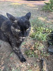 Found/Stray Unknown Cat last seen W 6th ave and kohl, Broomfield, CO 80020