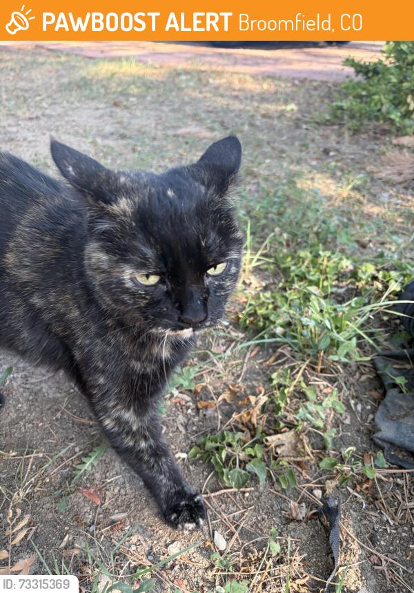 Found/Stray Unknown Cat last seen W 6th ave and kohl, Broomfield, CO 80020