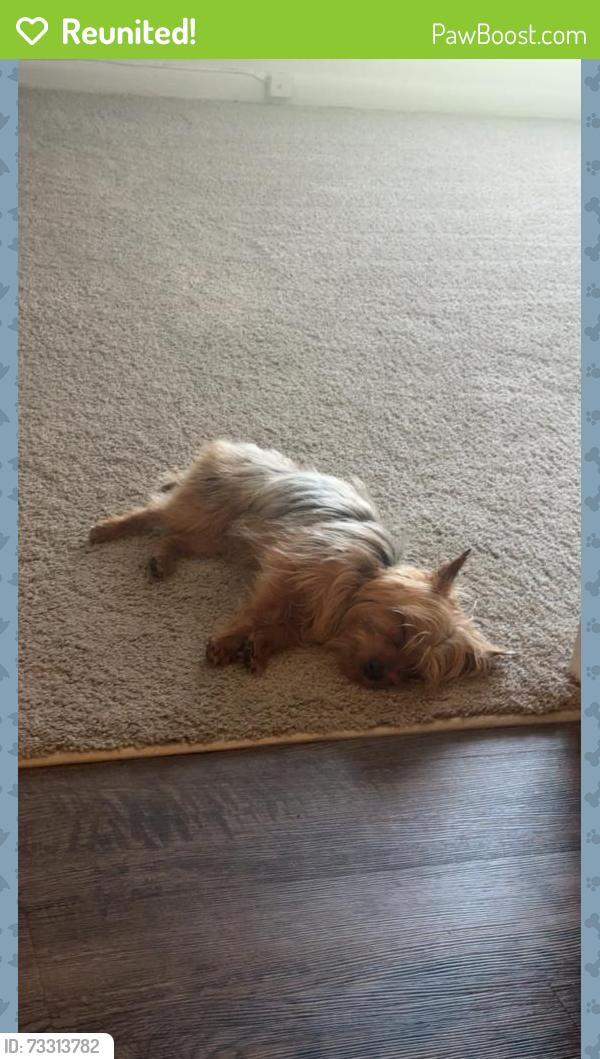 Reunited Male Dog last seen William Elementary School, Portsmouth, VA 23701