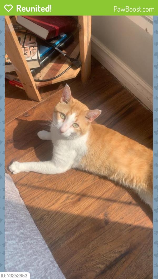 Reunited Male Cat last seen Leon bell DR, Winnipeg, MB 
