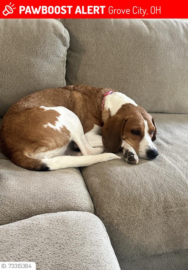 Lost Female Dog last seen Paul Talbott Circle, Grove City, OH 43123