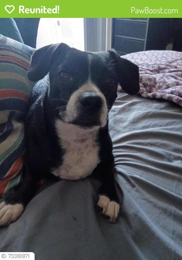 Reunited Male Dog last seen Marmion Way and Pasadena Ave, Los Angeles, CA 90065