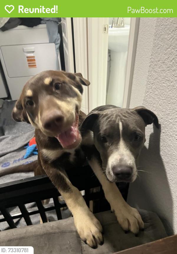 Reunited Unknown Dog last seen Rosson Rd, Little Elm, TX 75068, USA, Little Elm, TX 75068