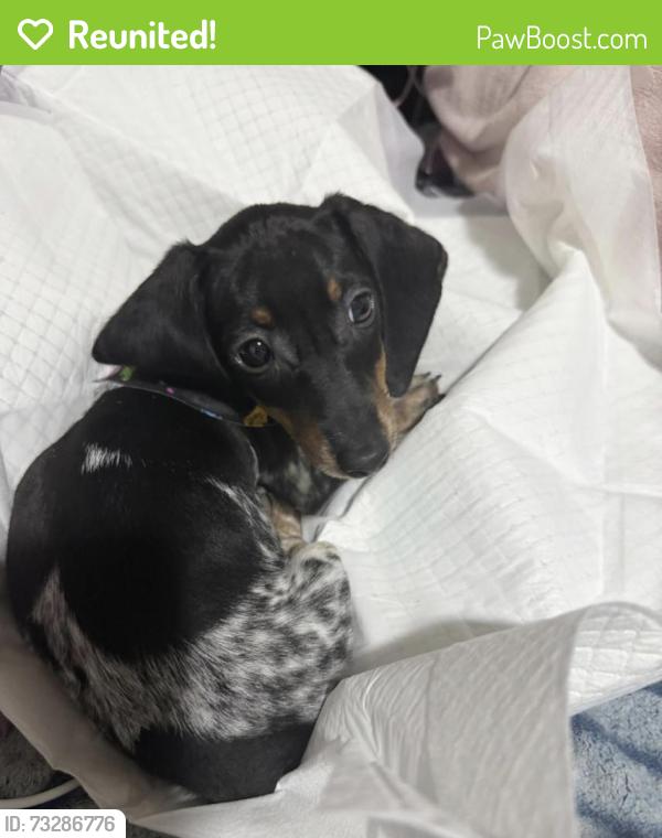Reunited Male Dog last seen He was last seen at the park by the pool in Dove Meadows, Spring, TX 77388