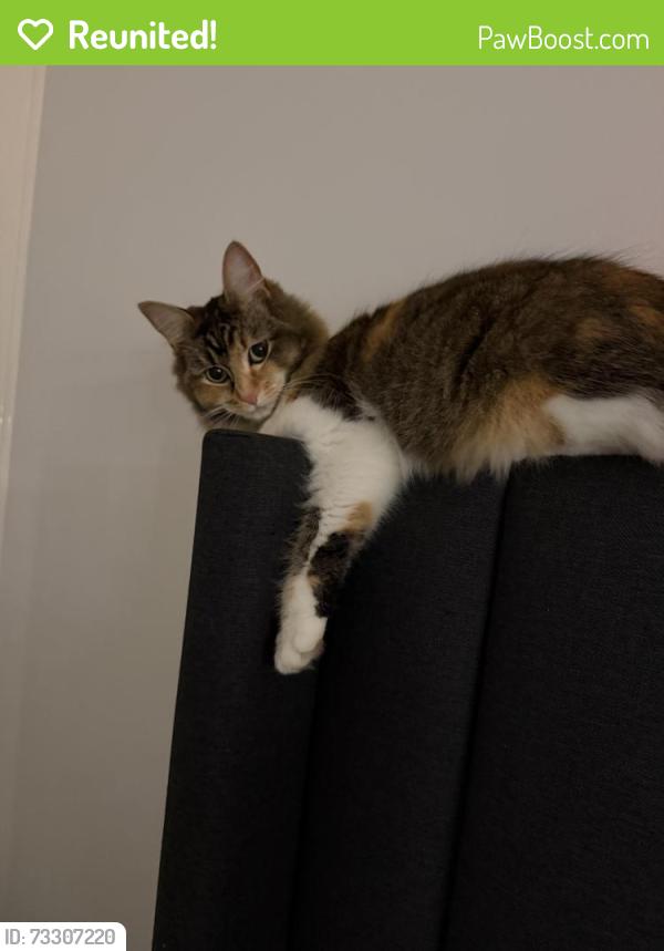 Reunited Female Cat last seen Near Mahon avenue Beaconsfeild, Beaconsfield, VIC 3807