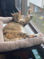 Lost Female Cat last seen Northcrest Rd, Doraville, GA 30340