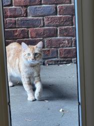Found/Stray Unknown Cat last seen Gallatin High School, Gallatin, TN 37066