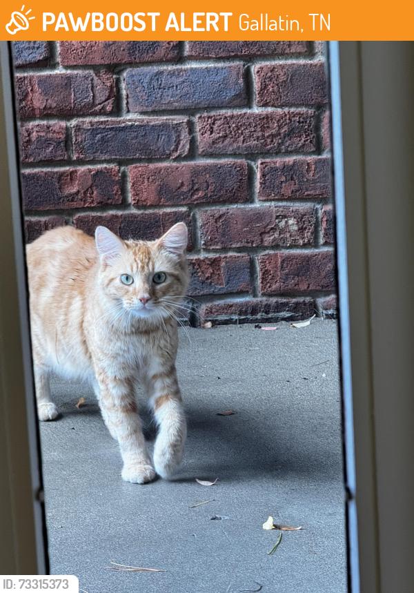 Found/Stray Unknown Cat last seen Gallatin High School, Gallatin, TN 37066