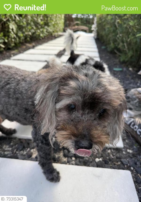 Reunited Male Dog last seen SE 6th Ct, Fort Lauderdale, FL 33301, USA, Fort Lauderdale, FL 33301