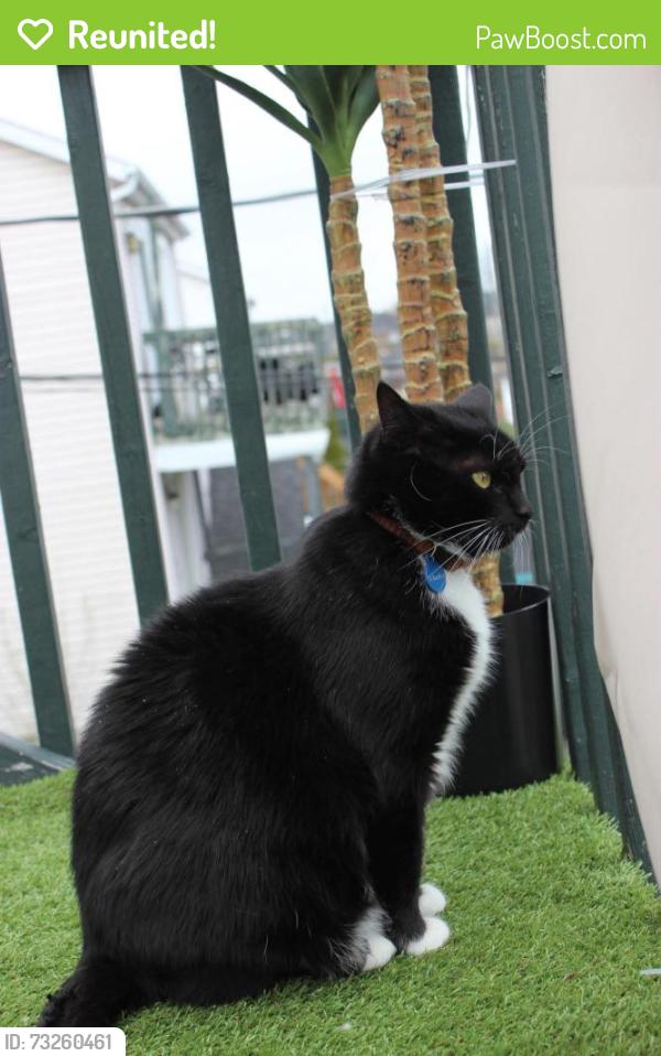Reunited Male Cat last seen Near Gardénia street Québec, Québec, QC 