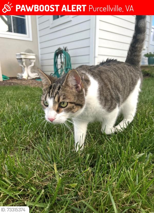Lost Male Cat last seen Near blackoak road purcelliville va, Purcellville, VA 20132