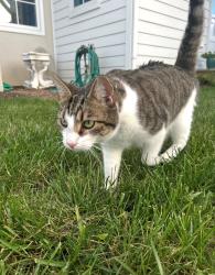 Lost Male Cat last seen Near blackoak road purcelliville va, Purcellville, VA 20132