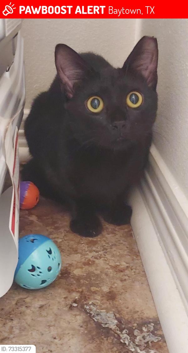 Lost Female Cat last seen Caldwell & Baytown Jr school, Baytown, TX 77520