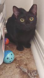 Lost Female Cat last seen Caldwell & Baytown Jr school, Baytown, TX 77520