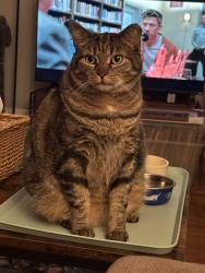 Reunited Female Cat last seen Chestnut Street, Perkasie PA, Perkasie, PA 18944