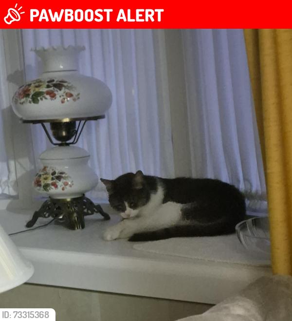 Lost Male Cat last seen LaClair Avenue, Linthicum, MD, Linthicum Heights, MD 21090