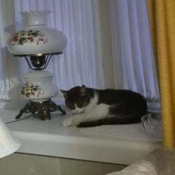 Lost Male Cat last seen LaClair Avenue, Linthicum, MD, Linthicum Heights, MD 21090
