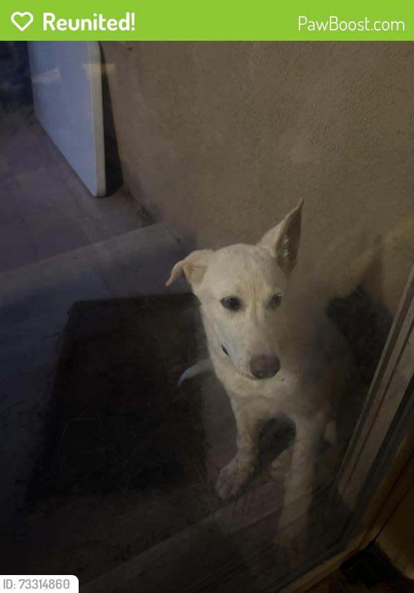 Reunited Male Dog last seen Northern/3rd St, Rio Rancho, NM 87124