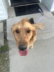 Reunited Female Dog last seen Willow and chaparral Rialto CA, Rialto, CA 92376