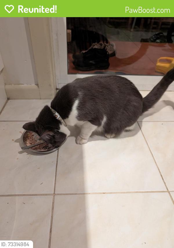 Reunited Female Cat last seen Regent and spring street, Preston, VIC 3072