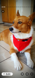 Reunited Female Dog last seen Herringbone Way and serpentine, Kingswinford, England 