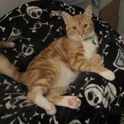 Lost Male Cat last seen Del obispo and Alipaz, San Juan Capistrano, CA 92675