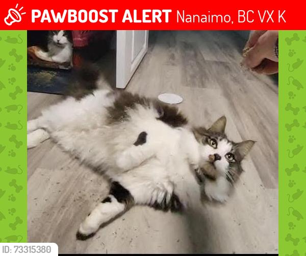 Lost Male Cat last seen Cedar road and feilding, Nanaimo, BC V9X 1K9
