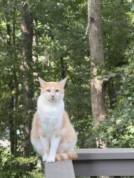 Reunited Male Cat last seen In Longpointe Subdivision on Legend Run at our hse, Forsyth County, GA 30005