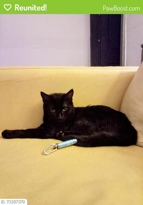 Reunited Female Cat last seen FY14AG, Blackpool, England FY1 4AG